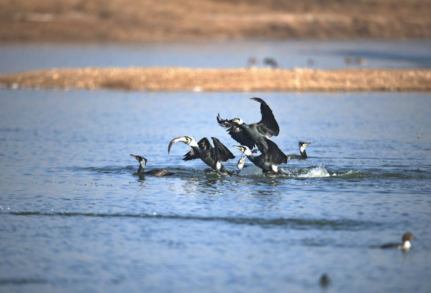 壹号娱乐守护原生湿地生态进行时